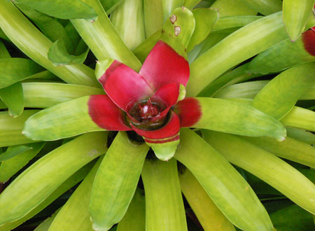Bromeliads Plants Miami Homestead FL