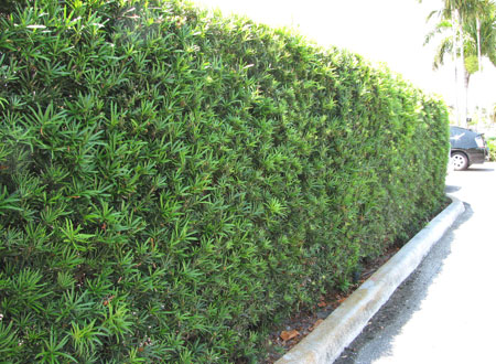 Hedges Plants Miami Homestead FL