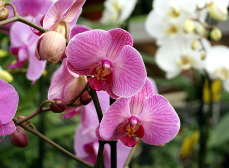 Orchids Plants Miami Homestead FL