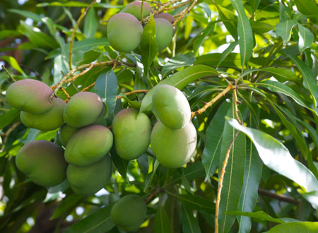 Where to buy fruit trees in homestead
